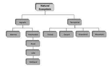 Quelles sont les caractéristiques de l'écosystème?