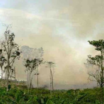 Comment faire pour lutter contre la déforestation ?