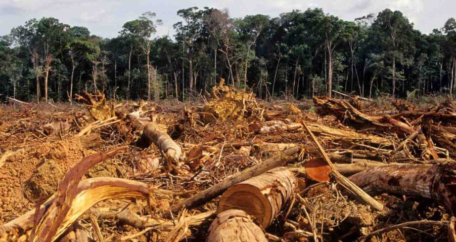 Comment l'homme détruit la forêt ?